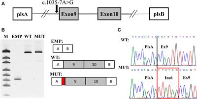 Case Report: Phenotype-Driven Diagnosis of Atypical Dravet-Like Syndrome Caused by a Novel Splicing Variant in the SCN2A Gene